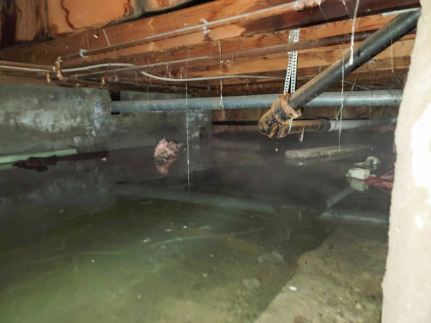 Best Mold removal after water damage  in Sparkill, NY